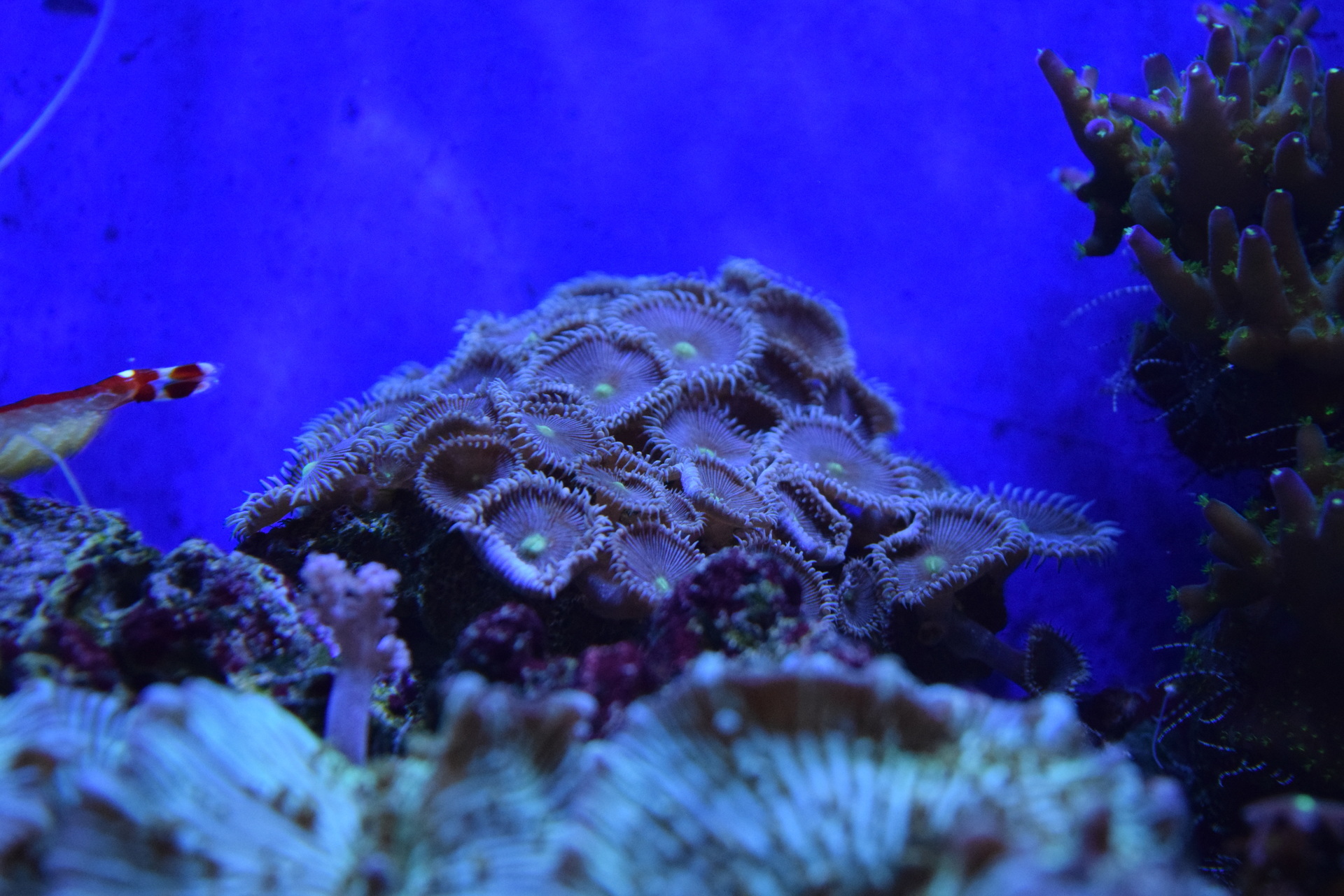 オオバナサンゴを救出 しかしハタゴイソギンチャクが バイクと海水魚 サンゴ飼育 Vol 1