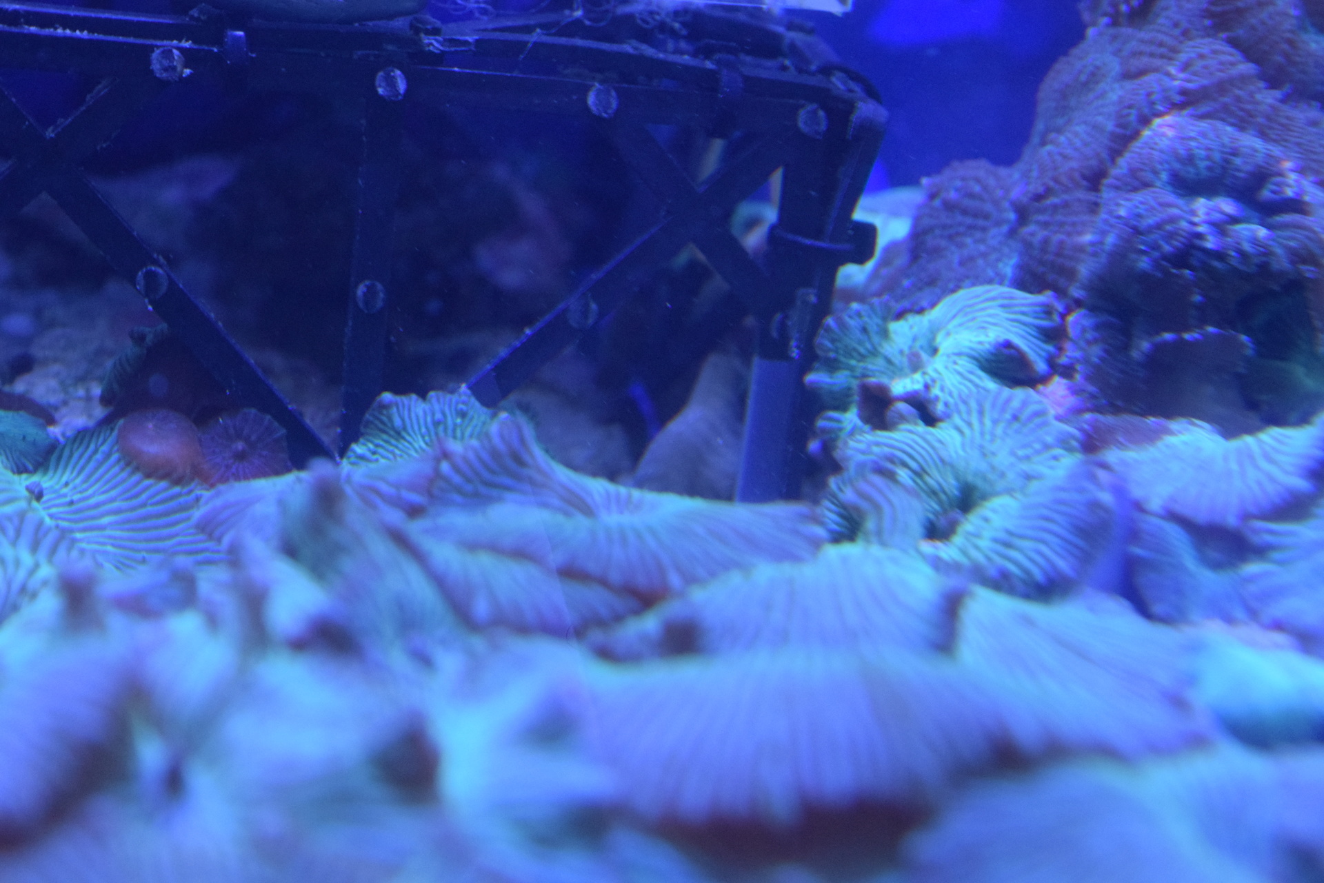 スクープ ニシキテッポウエビを間近で撮影に成功 バイクと海水魚 サンゴ飼育 Vol 1