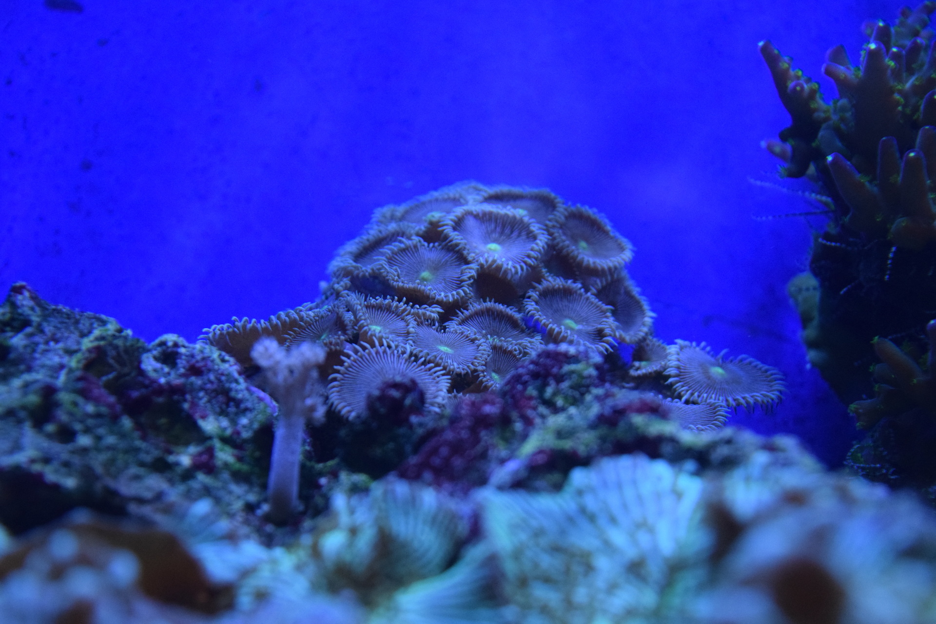 オオバナサンゴが調子悪い バイクと海水魚 サンゴ飼育 Vol 1