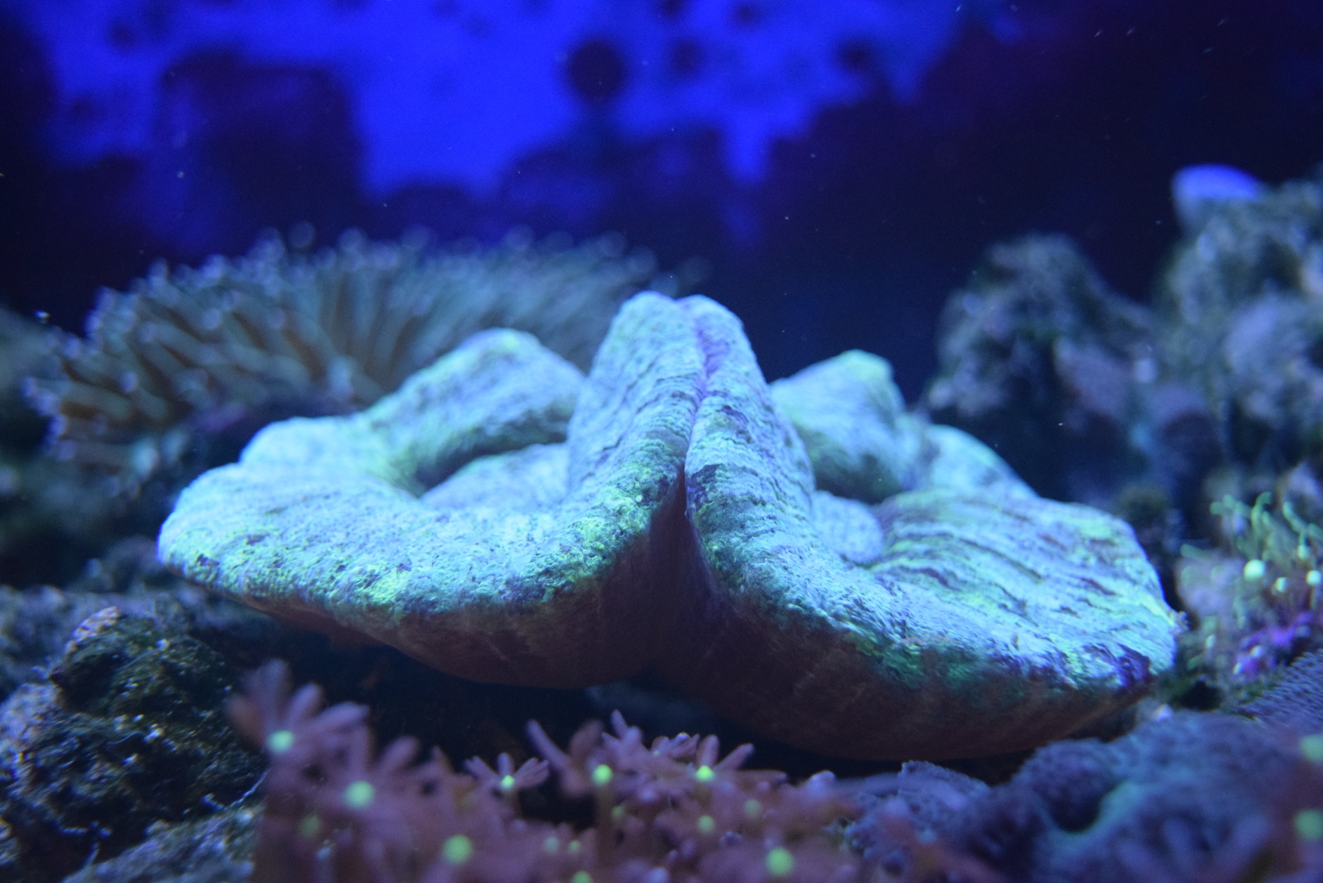 オオバナサンゴが復活 バイクと海水魚 サンゴ飼育 Vol 1